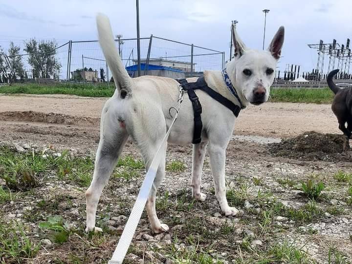 Adotta un cane, taglia media, femmina, Barletta