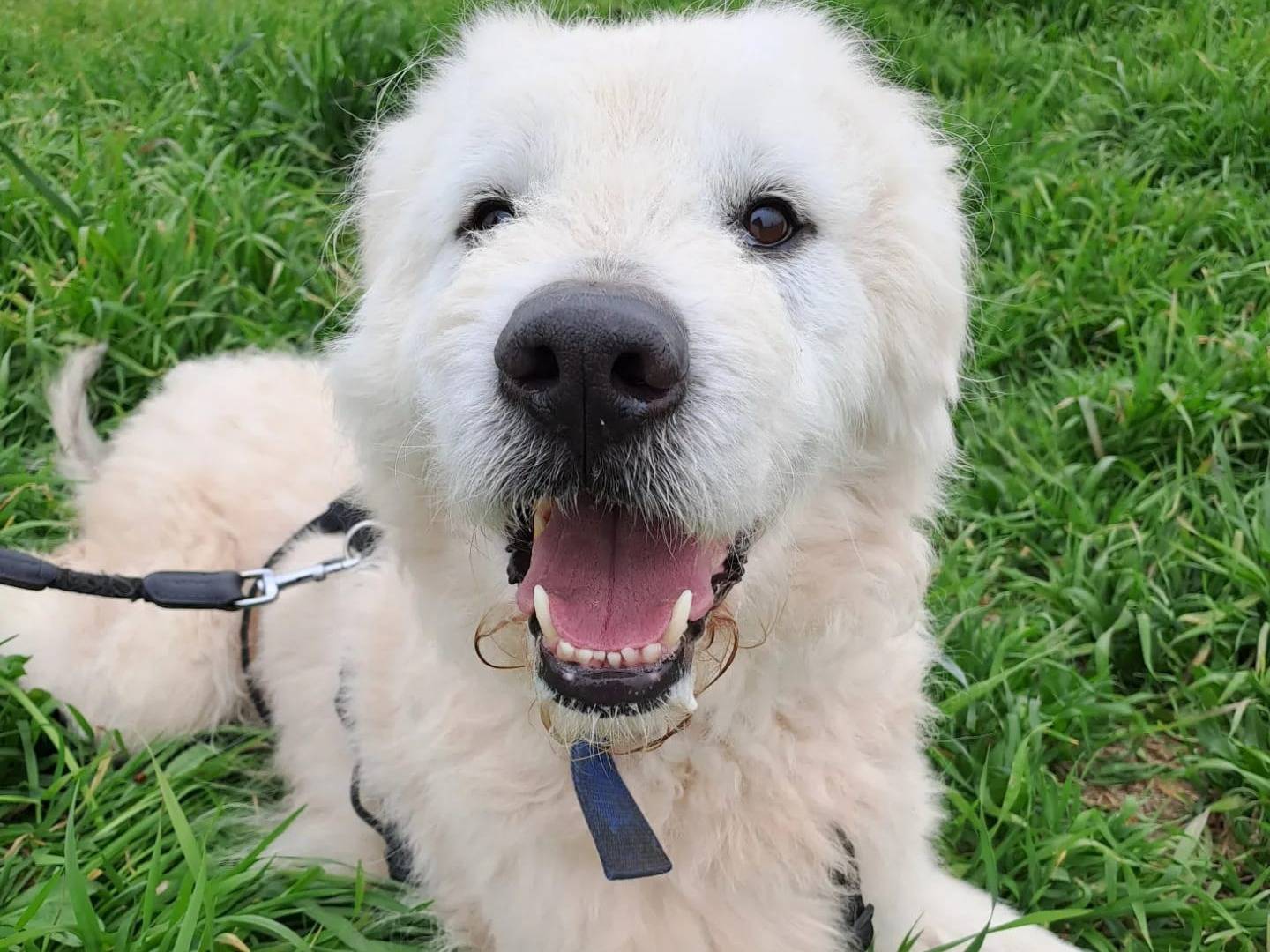 Adotta un cane, maschio, 6 anni  e 3 mesi , Barletta