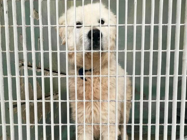 Adotta un cane, taglia gigante, maschio, Barletta
