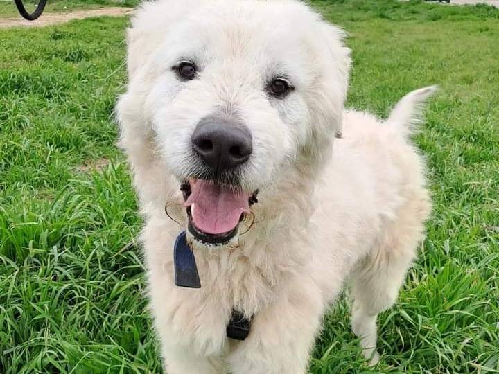Vuoi adottare un cane a Barletta?