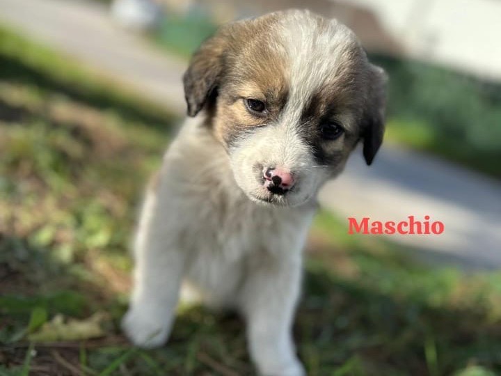 Adozione cane, maschio, meticcio, 2 anni e 3 mesi, taglia media, Milano