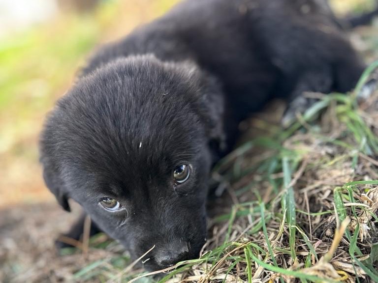 Adozione cane, maschio, meticcio, 2 anni e 3 mesi, taglia media, Bologna