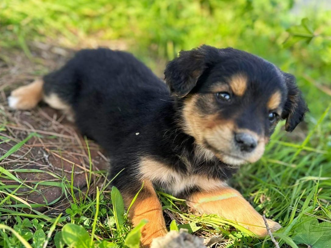 Adozione cane, maschio, meticcio, 2 anni e 3 mesi, taglia media, Firenze