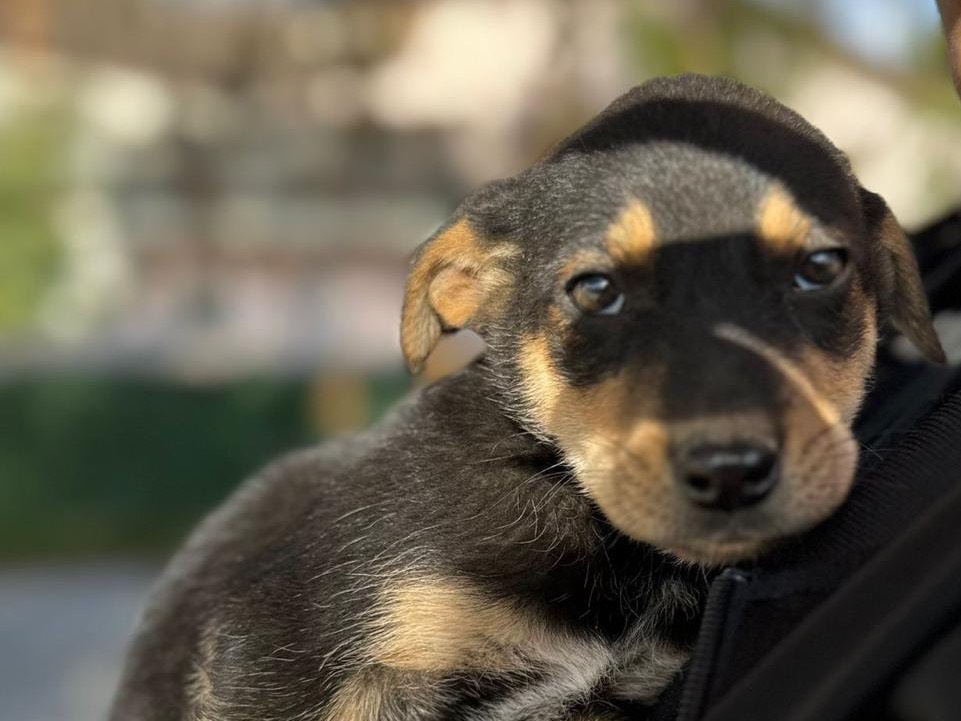 Adozione cane, maschio, meticcio, 2 anni e 3 mesi, taglia media, Agrigento