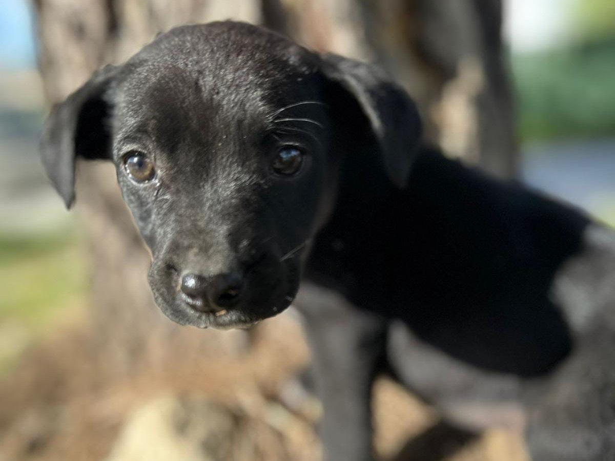 Adozione cane, femmina, meticcio, 2 anni e 3 mesi, taglia media, Genova