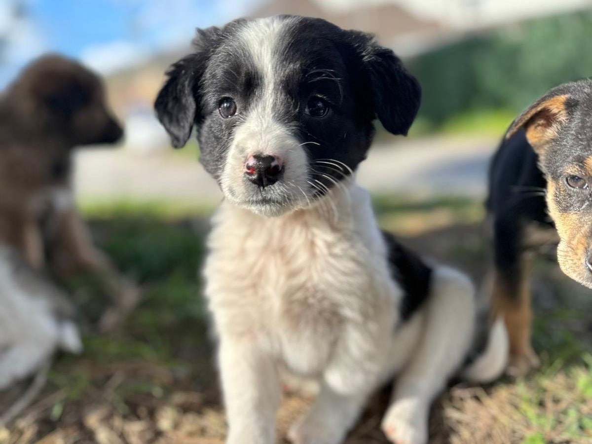 Adozione cane, femmina, meticcio, 2 anni e 3 mesi, taglia media, Roma
