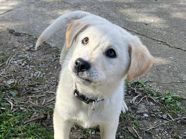 Adozione cane, maschio, meticcio, 2 anni, taglia media, Crotone
