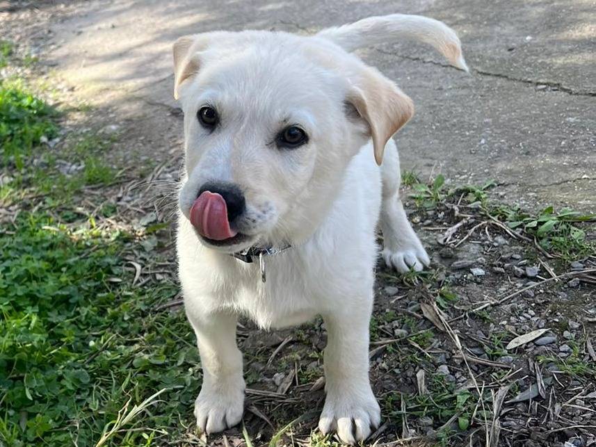 Adotta un cane, maschio, 2 anni, Crotone