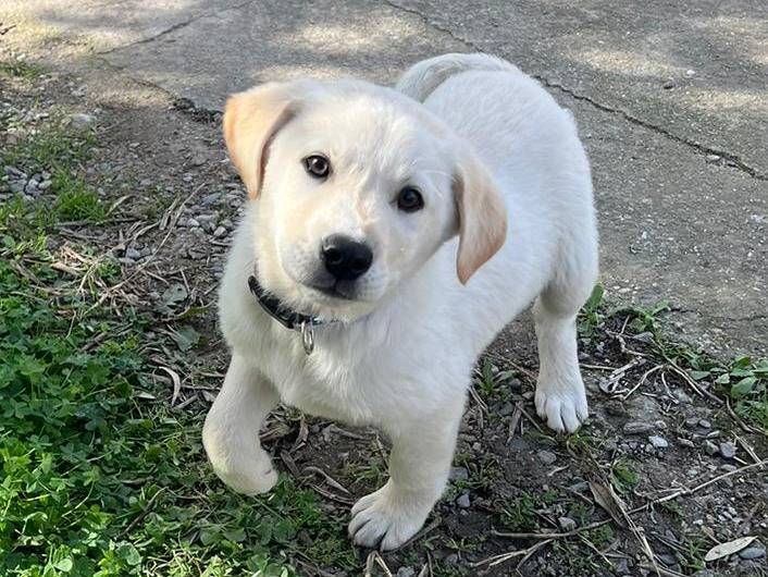 Adotta un cane, taglia media, maschio, Crotone