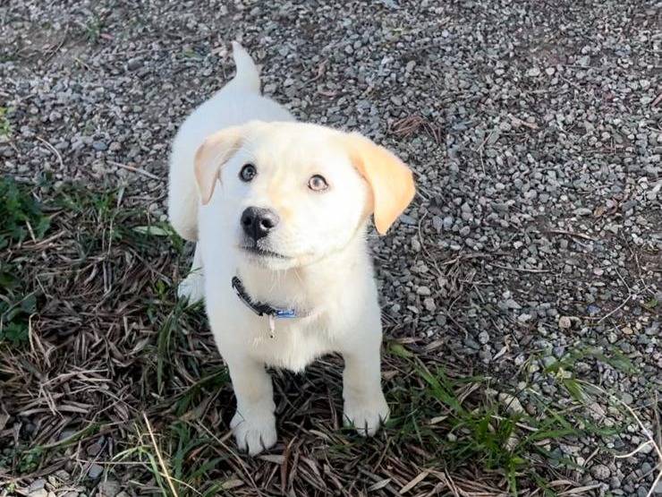 Vuoi adottare un cane a Crotone?