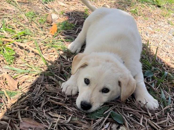 Adotta il cane PIXEL  a Crotone