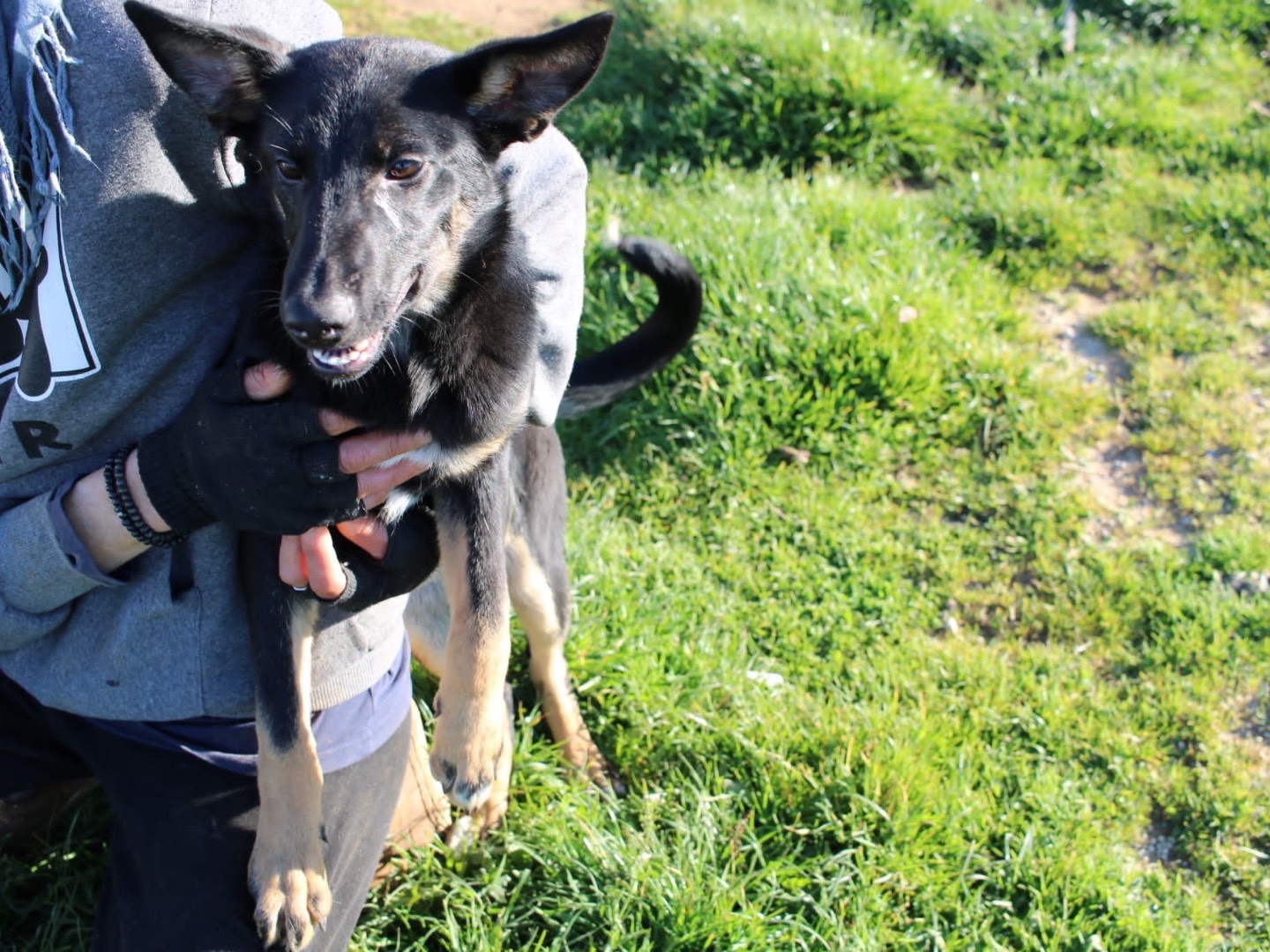 Adotta un cane, femmina, 1 anno e 7 mesi , Vibo