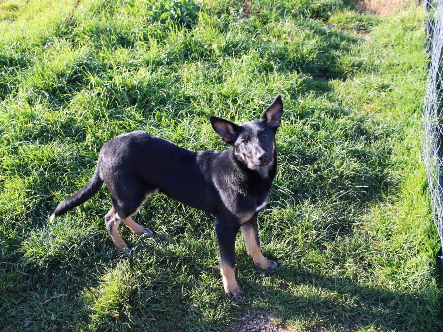 Adotta un cane, taglia media contenuta, femmina, Vibo