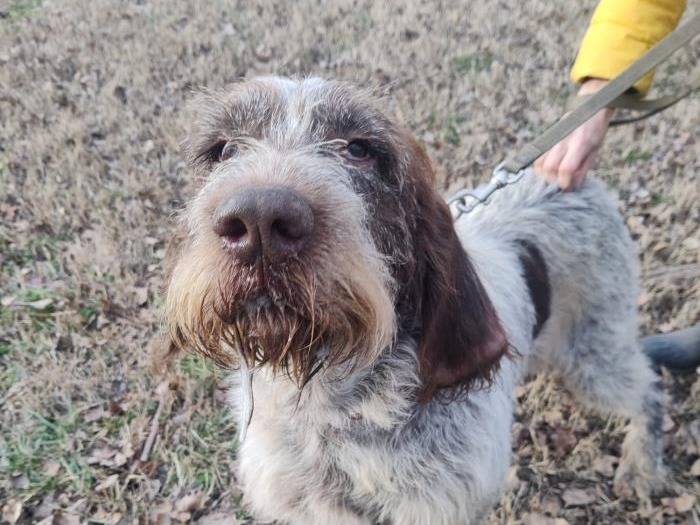 Adotta un cane, maschio, 9 anni, Milano