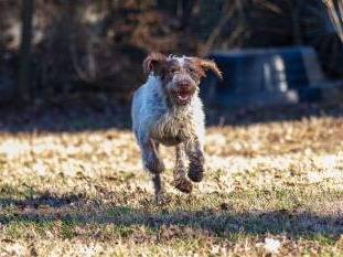 Adotta un cane, taglia gigante, maschio, Milano
