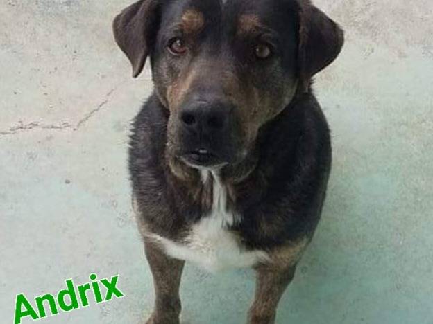 Adozione cane, maschio, meticcio, 12 anni  e 8 mesi , taglia media, Barletta