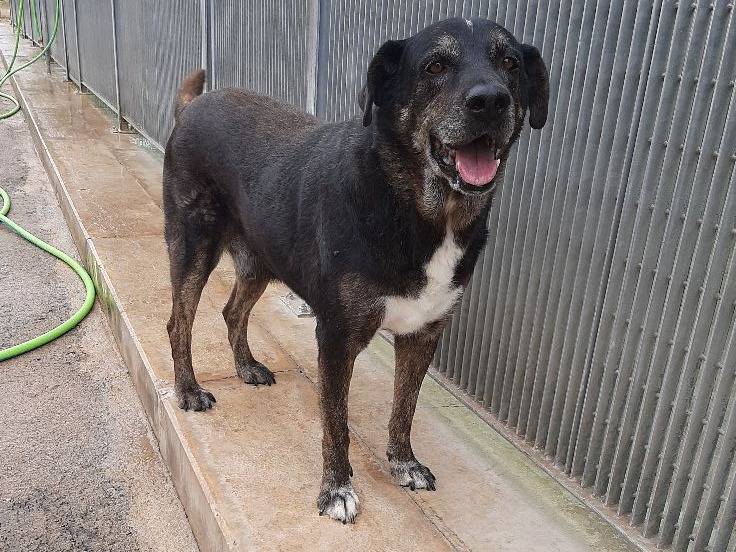 Adotta un cane, maschio, 12 anni  e 8 mesi , Barletta