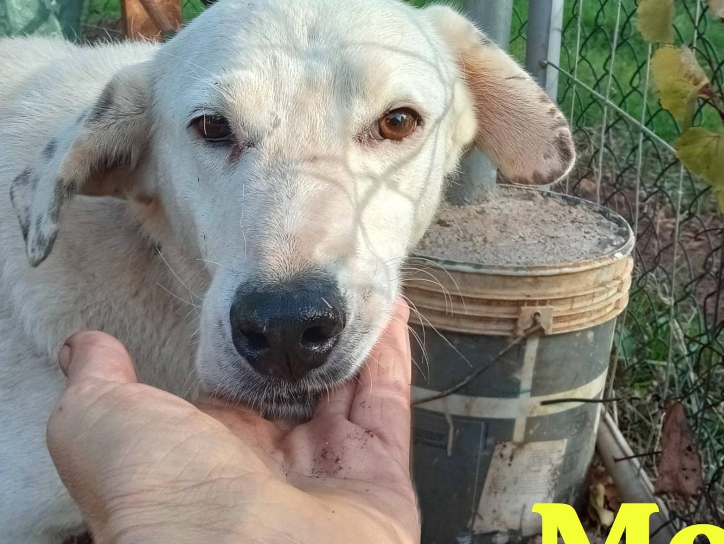 Adotta un cane, femmina, 8 anni  e 3 mesi , Genova