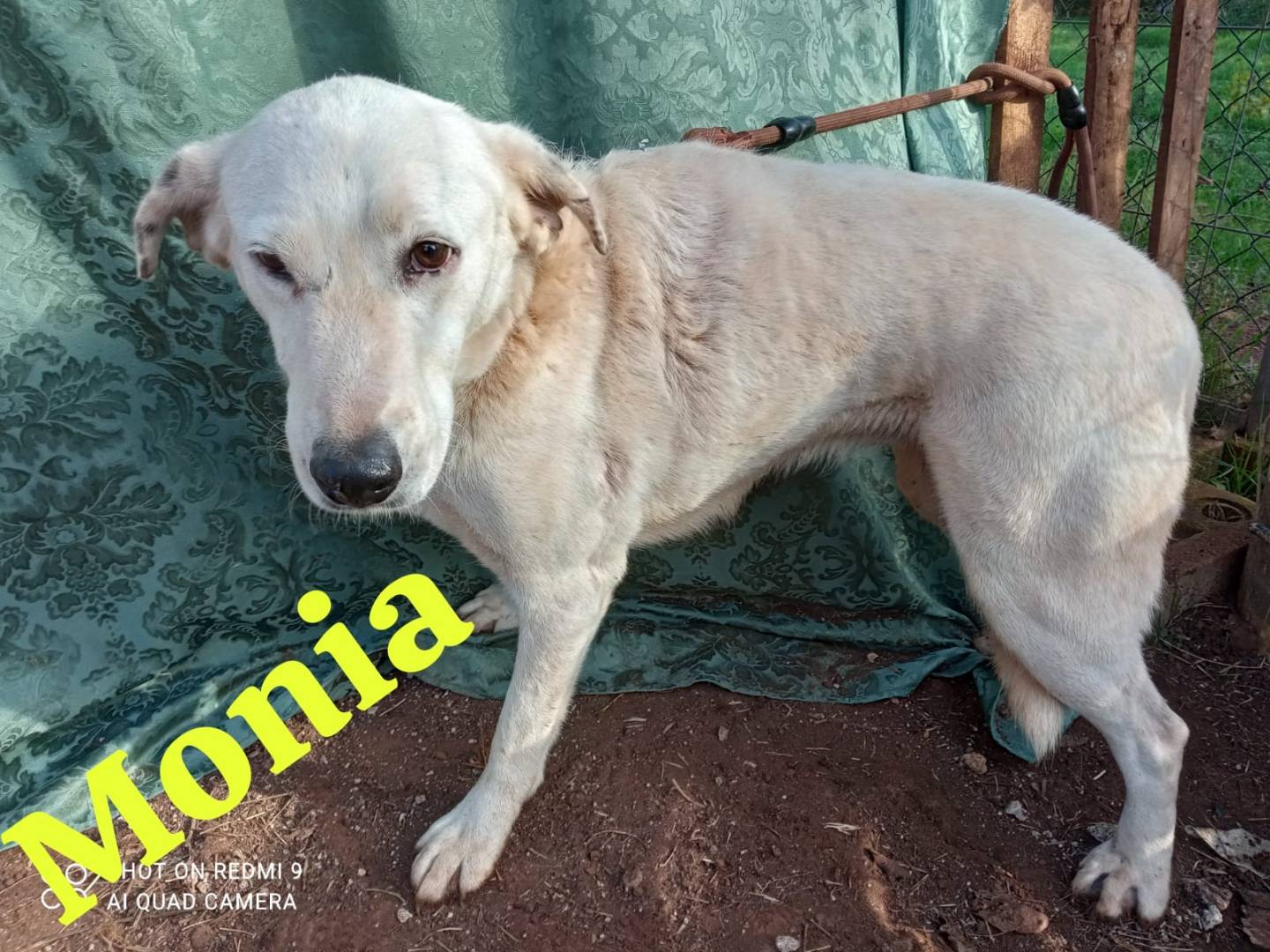 Adotta un cane, taglia media, femmina, Genova