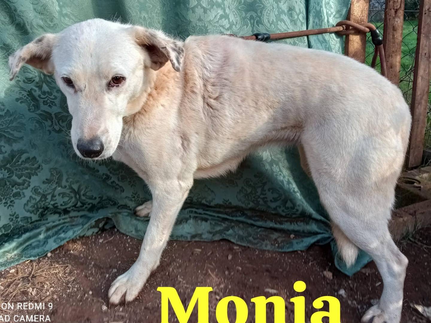 Vuoi adottare un cane a Genova?