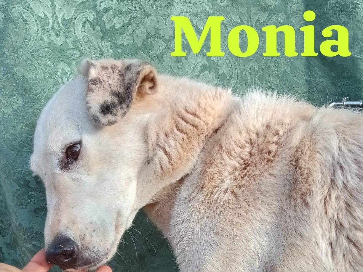 Adotta il cane Monia a Genova