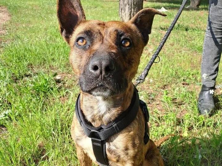 Adozione cane, femmina, meticcio, 2 anni  e 5 mesi , taglia media, Barletta