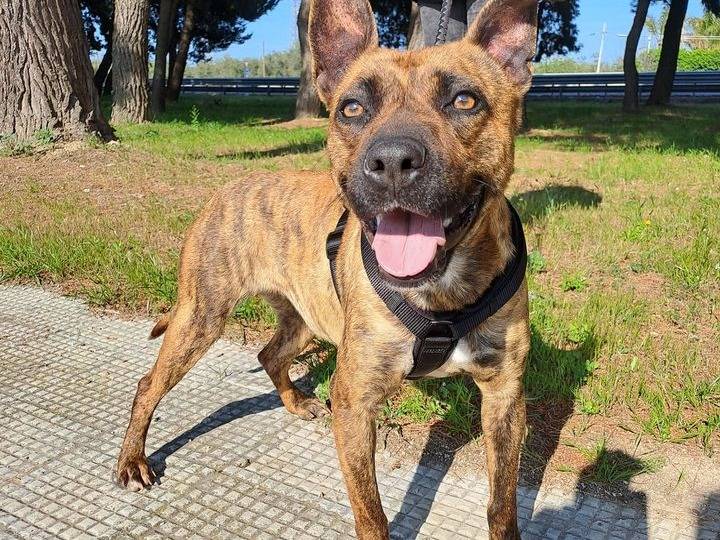 Adotta un cane, femmina, 2 anni  e 5 mesi , Barletta