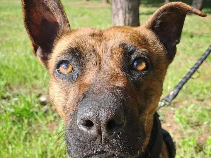 Adotta un cane, taglia media, femmina, Barletta