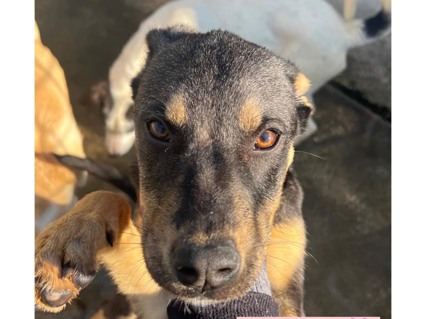 Adotta un cane, femmina, 1 anno e 7 mesi , Caserta