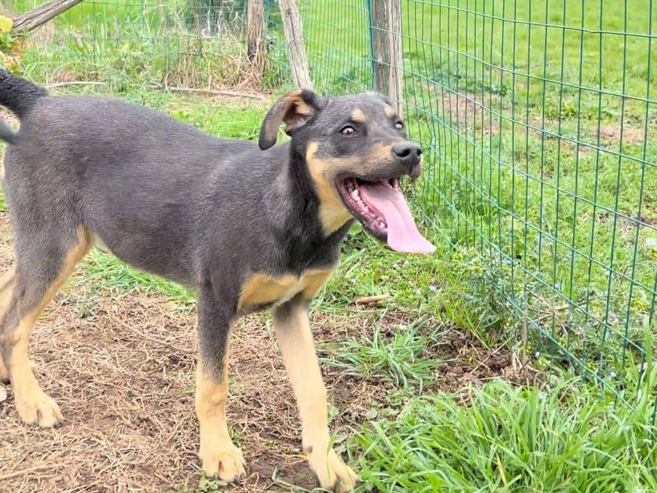 Adotta un cane, taglia media, femmina, Caserta