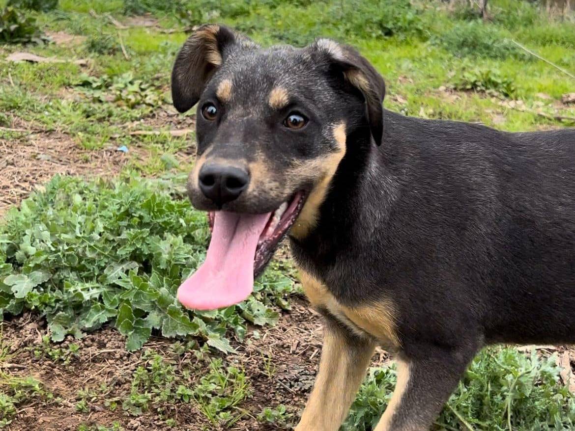 Adotta il cane MENA a Caserta
