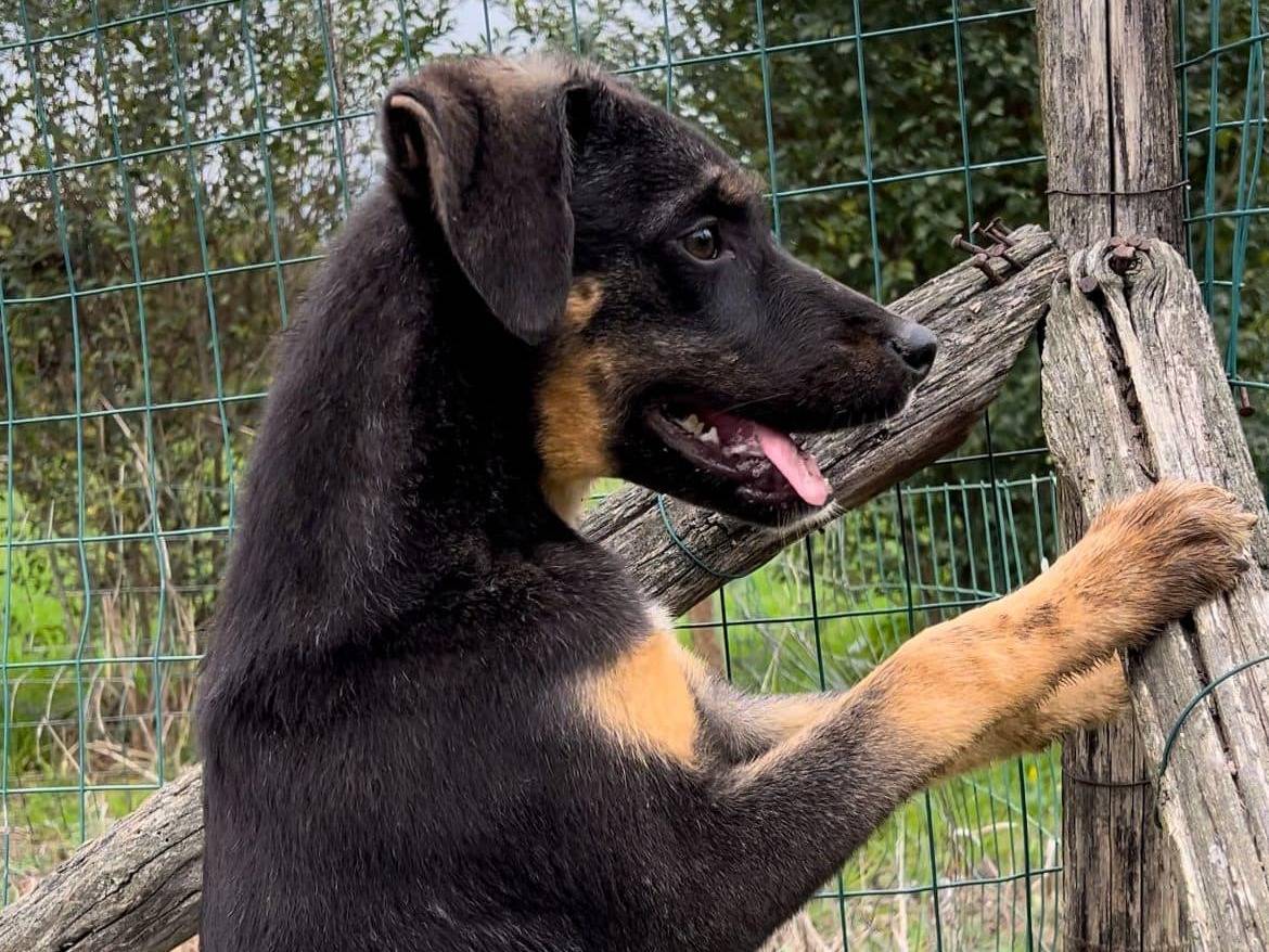Adotta un cane, femmina, 1 anno e 7 mesi , Caserta