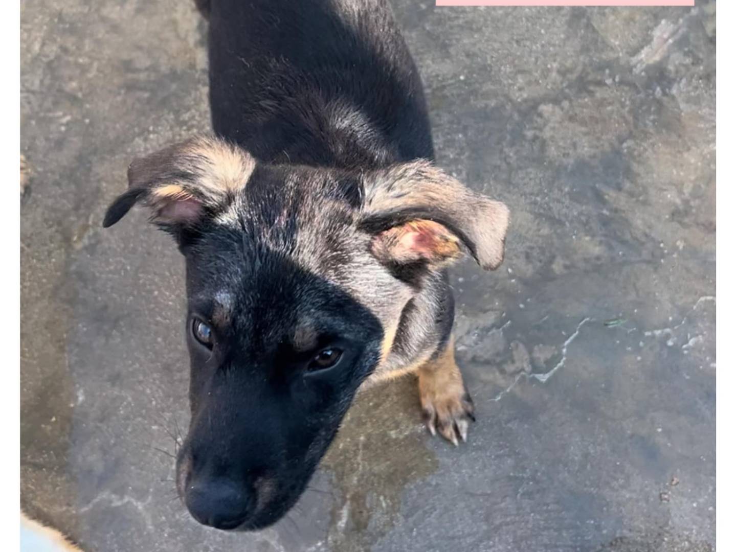 Adotta un cane, taglia media, femmina, Caserta