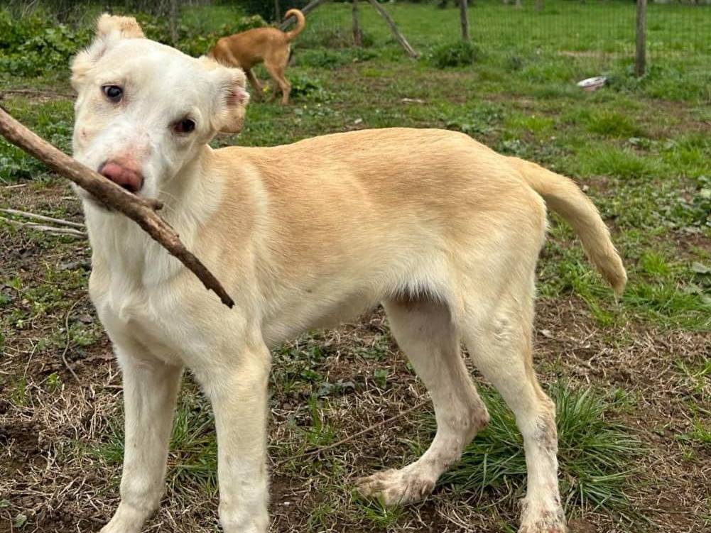 Adotta un cane, femmina, 1 anno e 7 mesi , Caserta