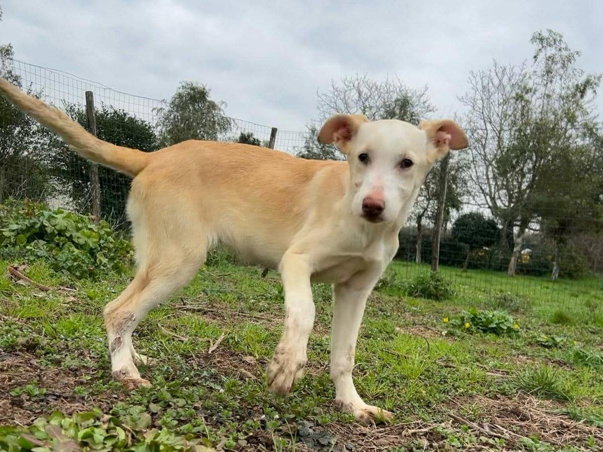 Adotta un cane, taglia media, femmina, Caserta