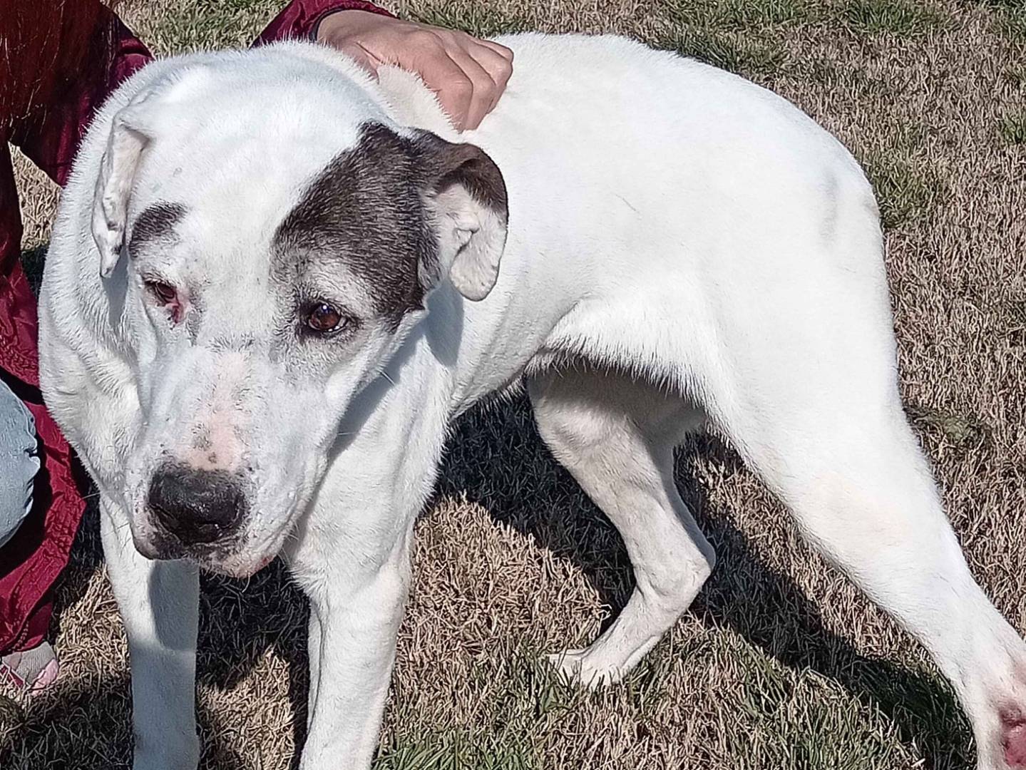 Adozione cane, femmina, meticcio, 12 anni  e 9 mesi , taglia grande, Latina