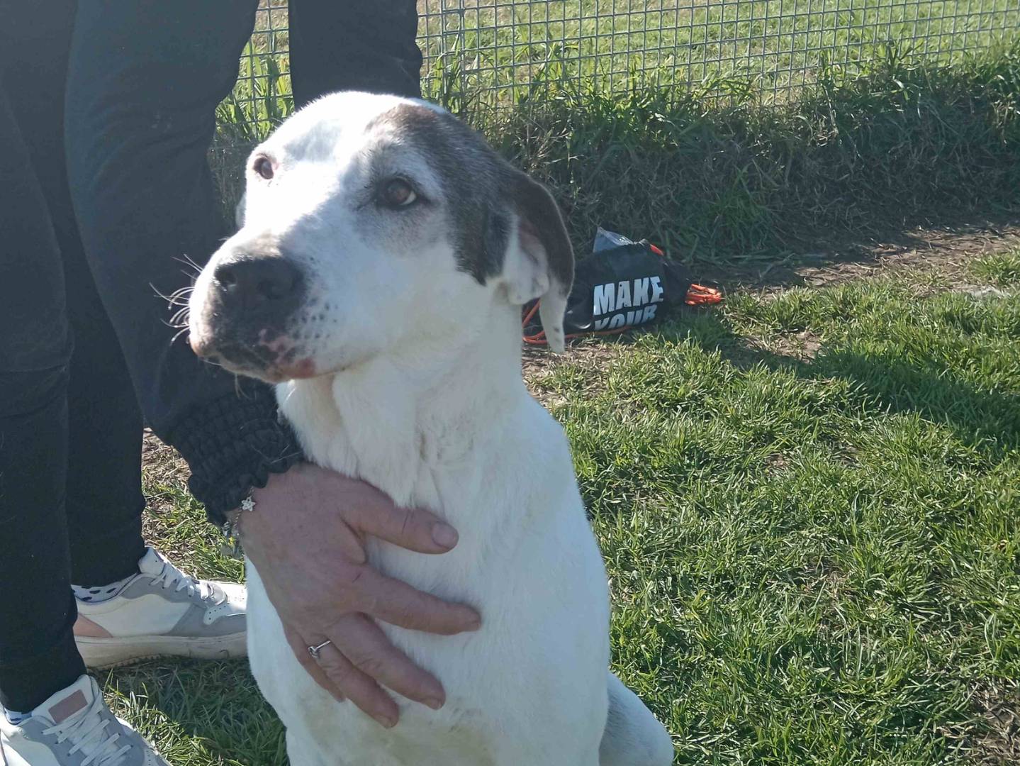 Adotta un cane, taglia grande, femmina, Latina