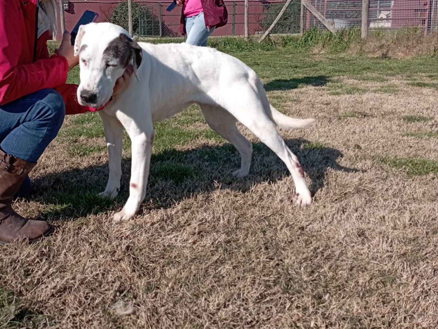 Vuoi adottare un cane a Latina?