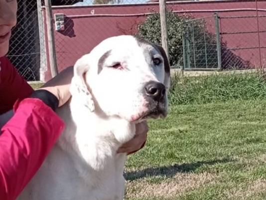 Adotta il cane ADOZIONE DEL CUORE_MONICA NONNINA TENERISSIMA a Latina