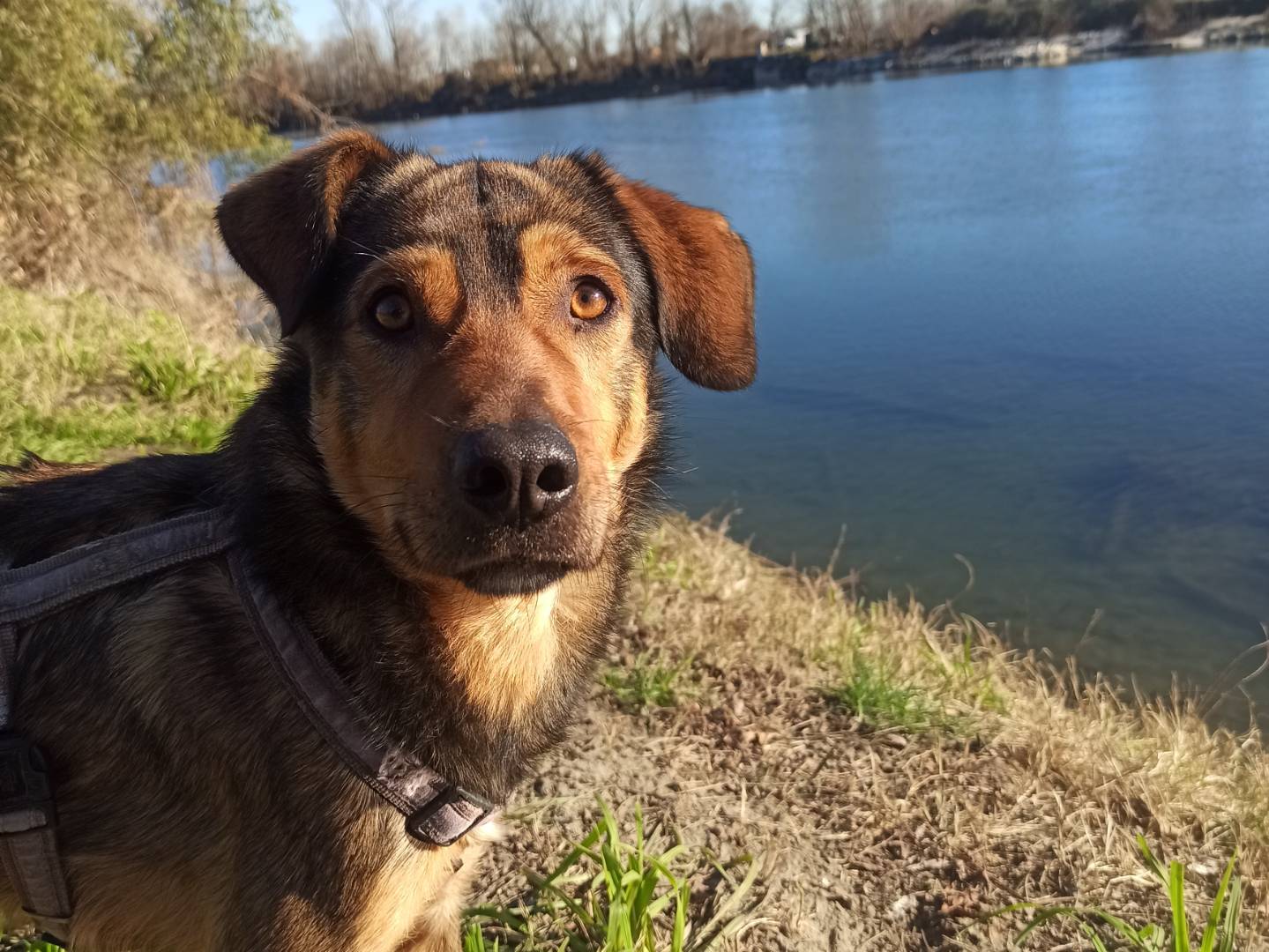 Foto dell'animale