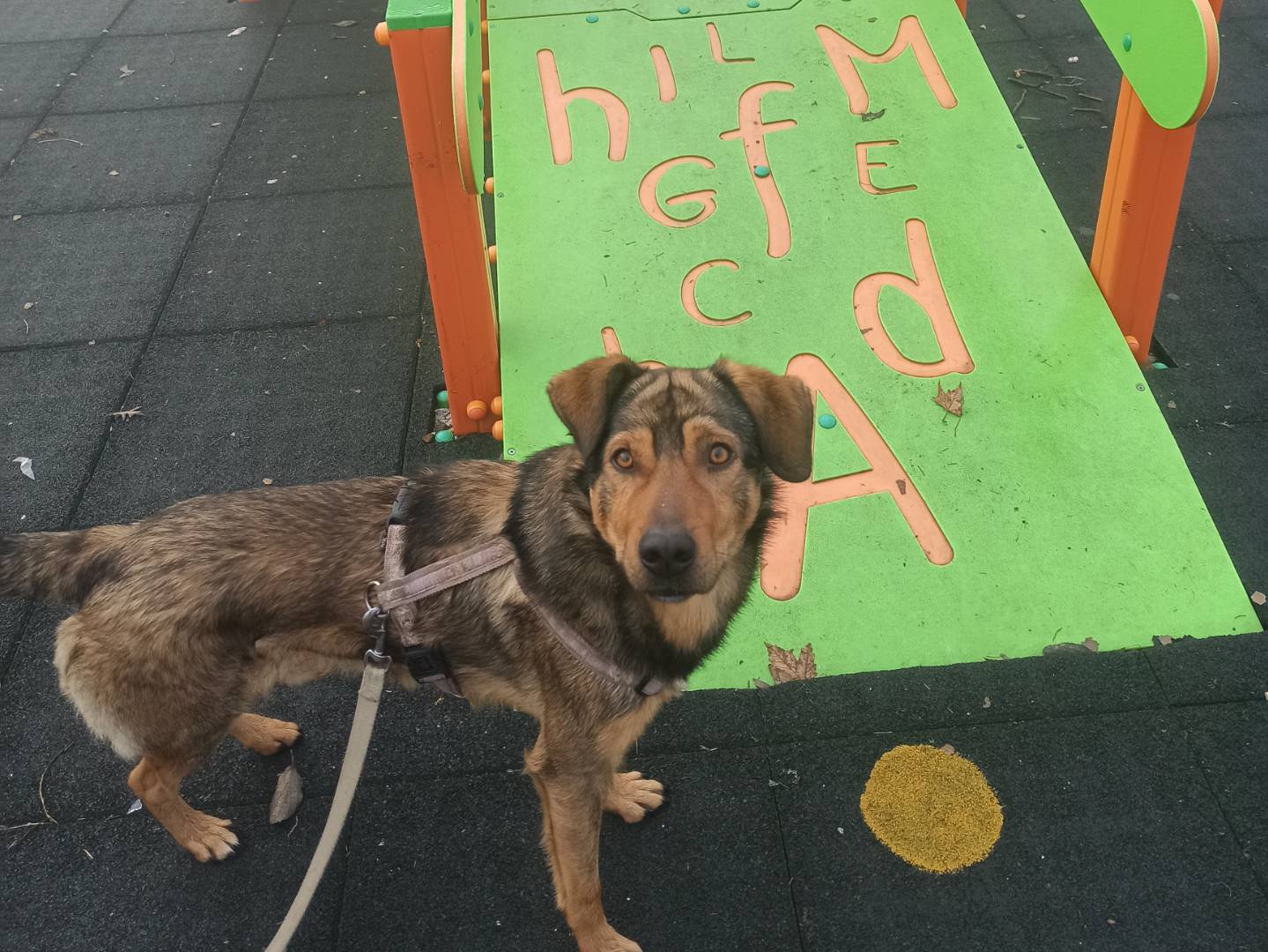 Adotta un cane, maschio, 5 anni , Milano