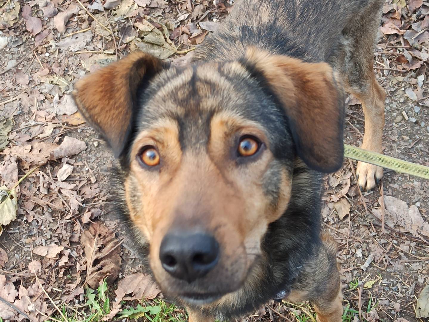 Adotta un cane, taglia media, maschio, Milano