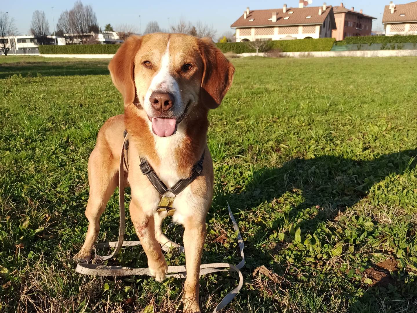Foto dell'animale
