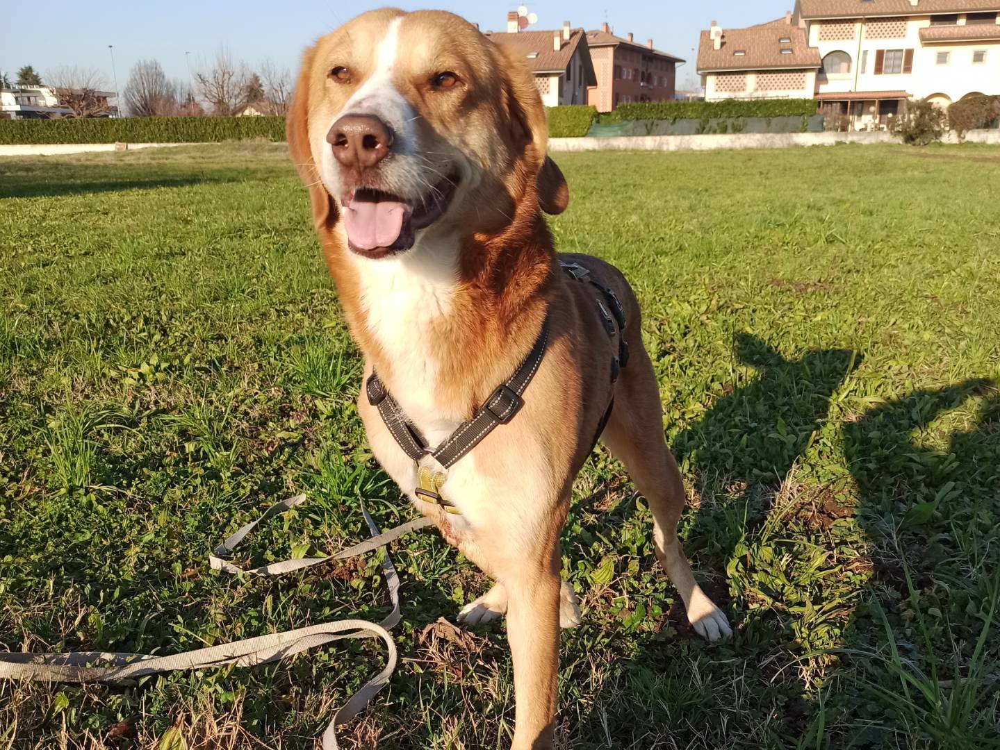 Adotta un cane, maschio, 5 anni  e 8 mesi , Milano