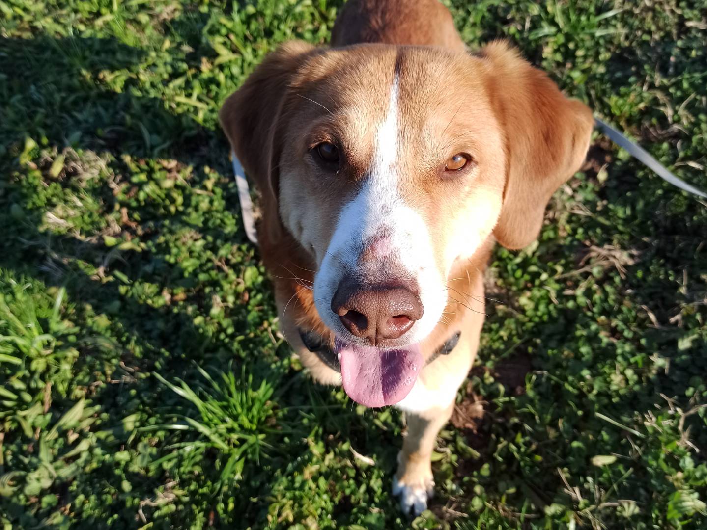 Vuoi adottare un cane a Milano?