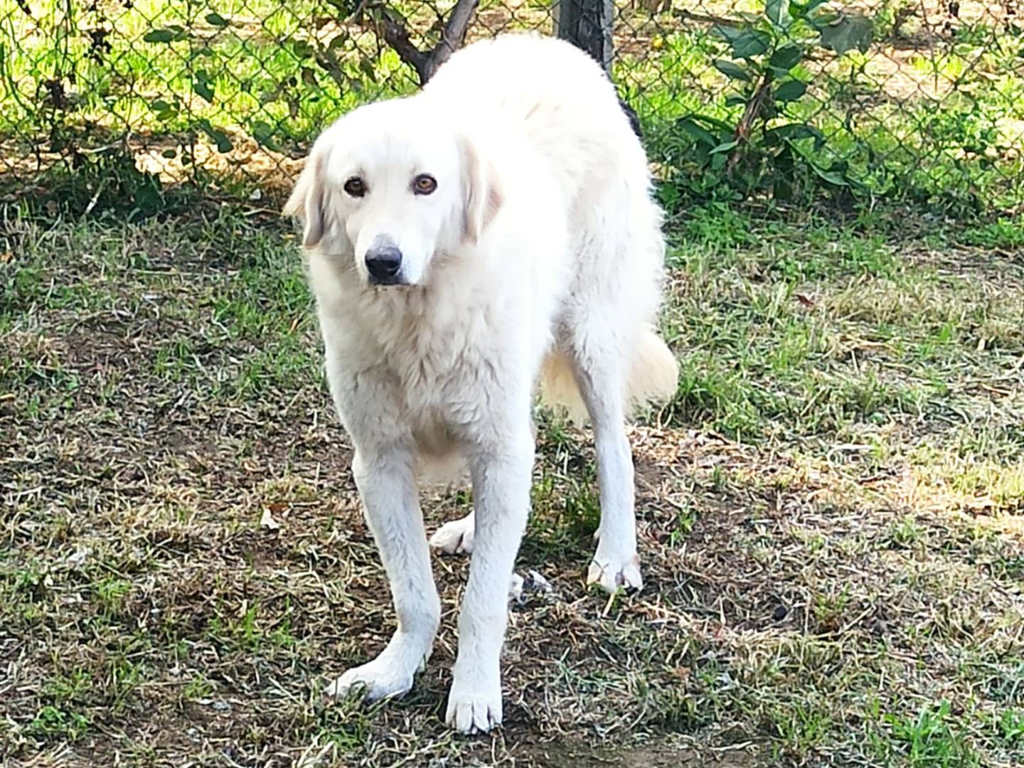 Foto dell'animale