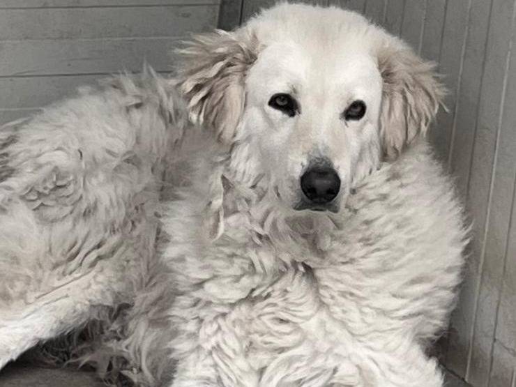 Adotta un cane, maschio, 7 anni  e 4 mesi , Pavia