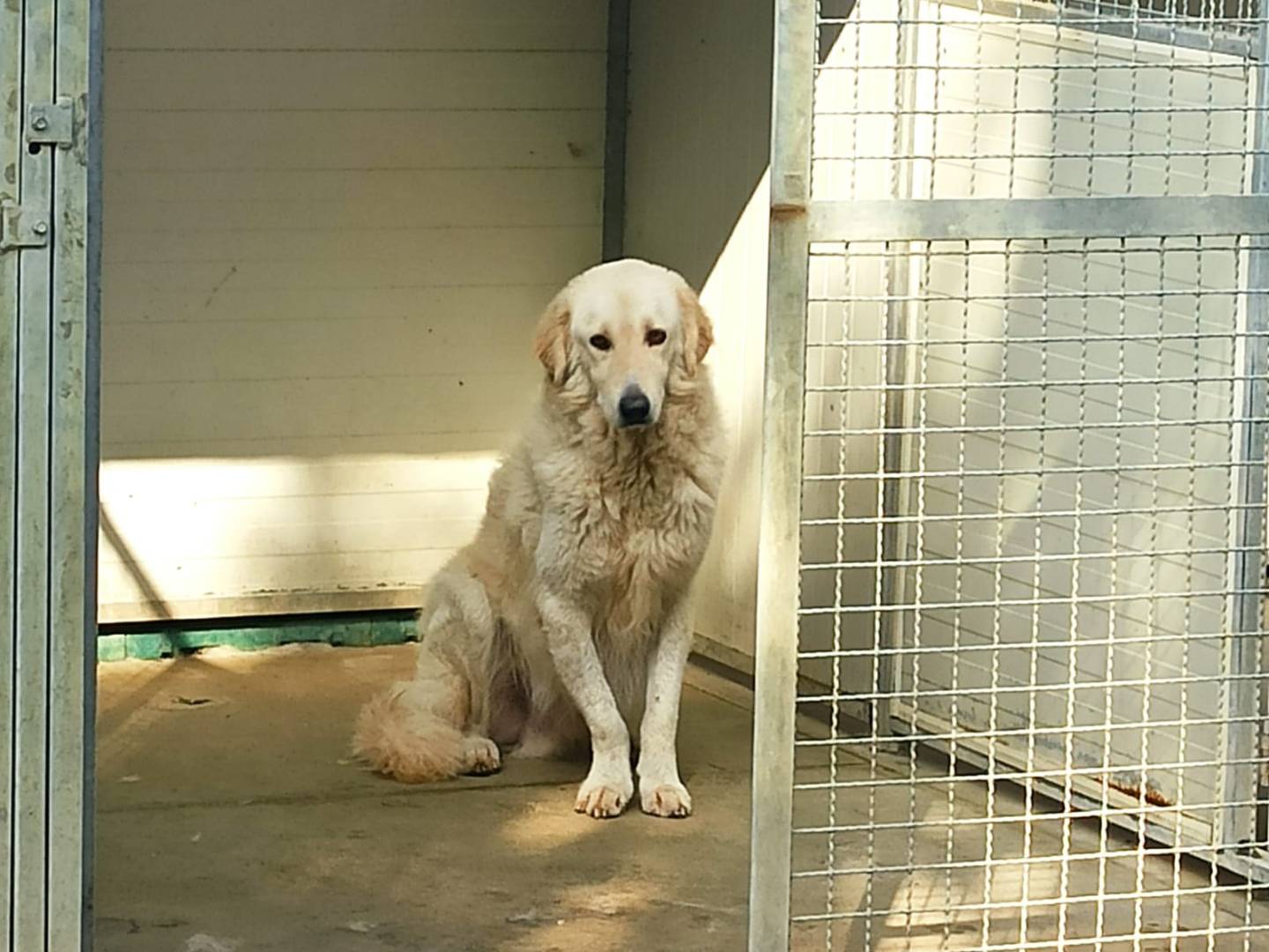 Adotta un cane, taglia grande, maschio, Pavia