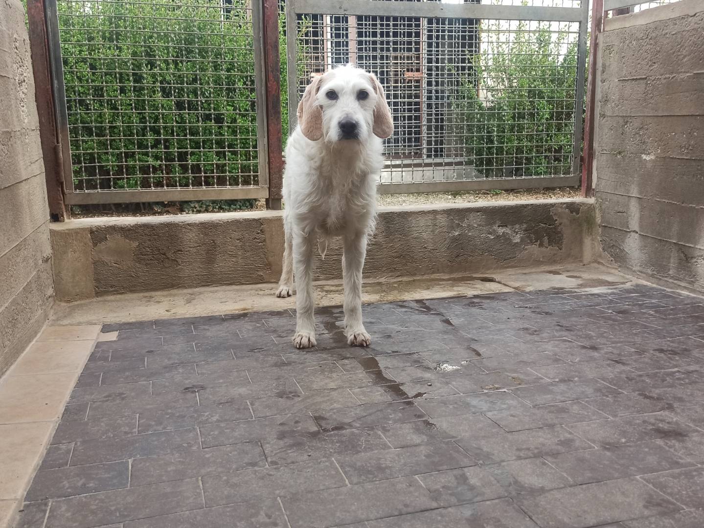 Adozione cane, femmina, Segugio Spinone, 9 anni , taglia media, Milano