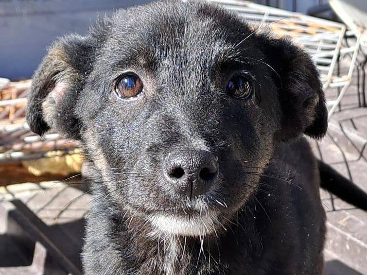 Adozione cane, maschio, meticcio, 2 anni, taglia media, Crotone